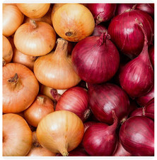WINTER ONION SETS x25 'Red Baron' & 'Senshyu Yellow' AUTUMN PLANTING