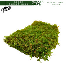 Live carpet moss for - for, isopods