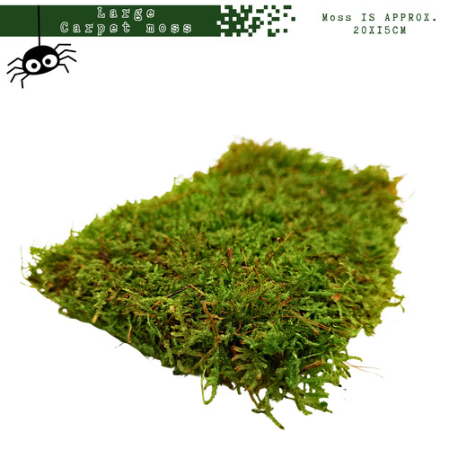 Live carpet moss for isopods - live,