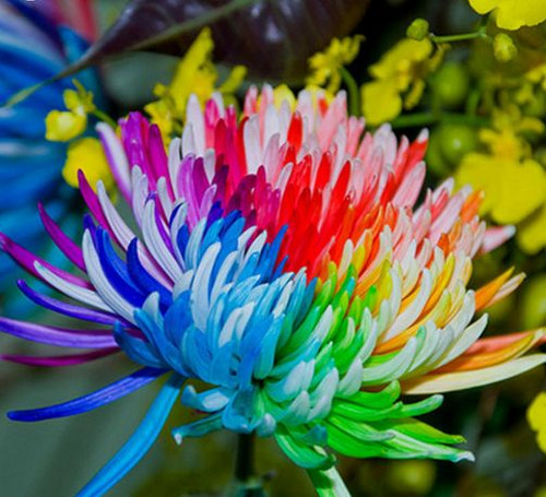 Rainbow chrysanthemum seeds - rainbow,