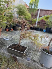 Japanese acer maple - acer, bonsai