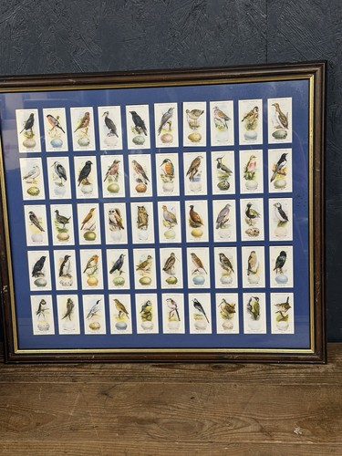 Framed ogdens british birds - framed,