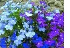 10  X  BEDDING  LOBELIA MINI