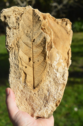 Huge leaf amazing - ,, &