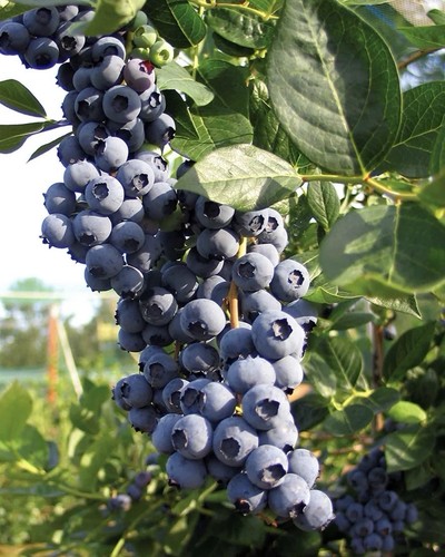 10x blueberry bush - 10x, plug