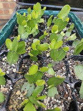 Rooted Leaf Cutting of Easter Cactus/ Plant /Rhipsalidopsis, Indoor plants