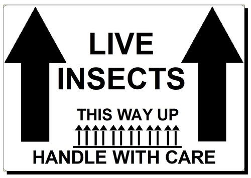 Live insects handle with - insects, care