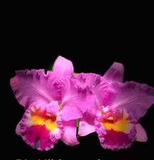 Rare Cattleya / Rlc. Nij Forty