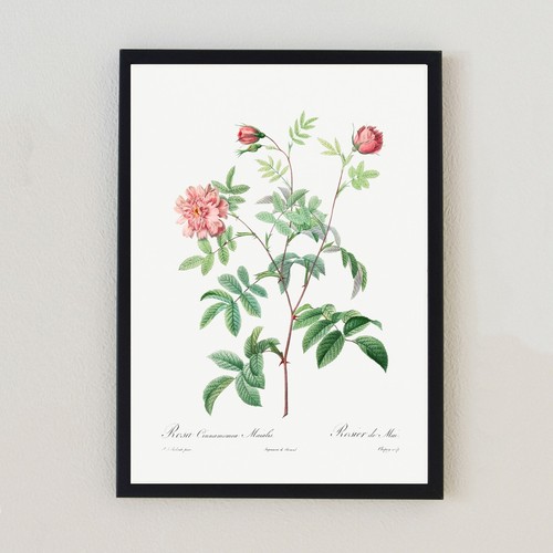 Botanical vintage flower - botanical,