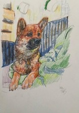 Dog pencil drawing