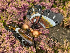 GARDEN GLASS WINGED BUTTERFLY