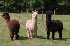 100%Raw Alpaca Fleece 