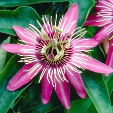 Passiflora 'Victoria' Passion