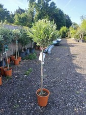 Olive Tree Large Approx 150cm Tall 25L UK Hardy Evergreen Patio Plant Healthy 