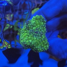 Green Yuma Mushroom Coral Frag