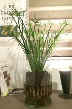Cyperus Umbrella Pond marginal Plant! Indoor plant or outdoor, can grow to 6ft! 