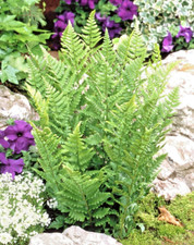 Hardy Fern Dryopteris Affinis