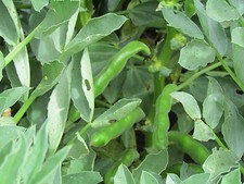 BROAD BEAN  AQUADULCE CLAUDIA  75 GM