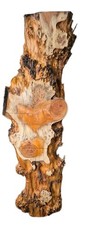 Hardwood Yew Burr Live Edge