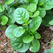 climbing malabar spinach seeds  30 /木耳菜