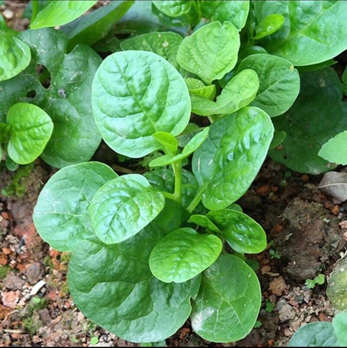 Climbing malabar spinach - climbing, seeds