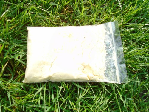 Maggot maize - maggot,