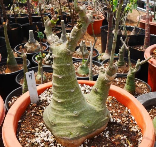 Adenia glauca wysiwyg own root - glauca,