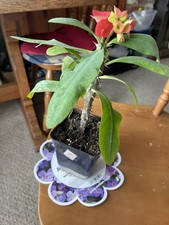 Euphorbia Milii