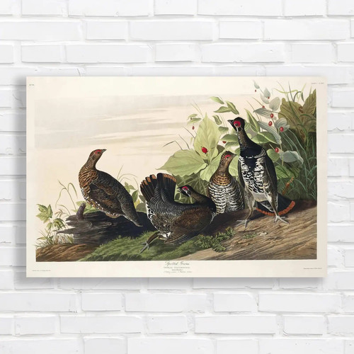 Spotted grouse nature wildlife - grouse,
