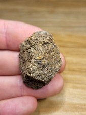 Genuine Triceratops Skull Fossil Hell Creek Dinosaur Bone (Ref 7718)  great gift