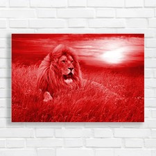 Lion Resting At Sunset