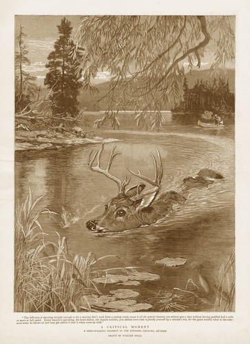 Canada deer stalking incident - canada,