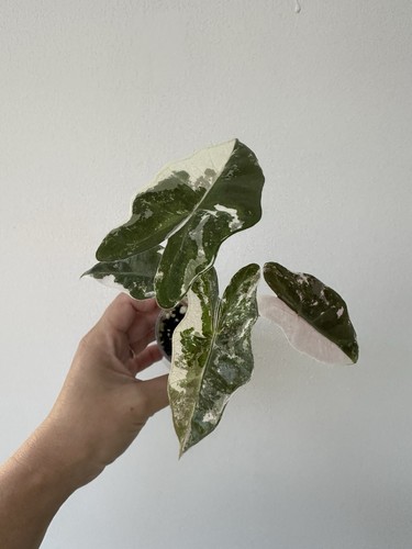 Alocasia pseudo sanderiana - pseudo,