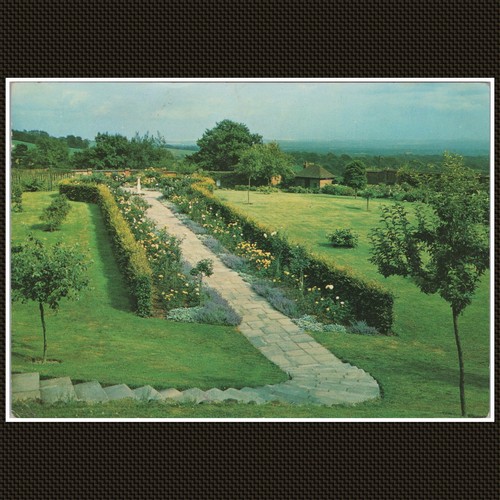 Chartwell the golden rose - the,