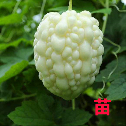 Apple bitter melon plug - 2x,