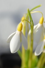 Galanthus 'Dicks Early Yellow' Snowdrop