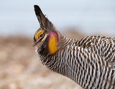 6 Fertile Greater Prairie