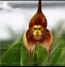 10 X Rare Monkey Face Orchid
