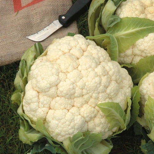 Thompson morgan cauliflower - morgan,