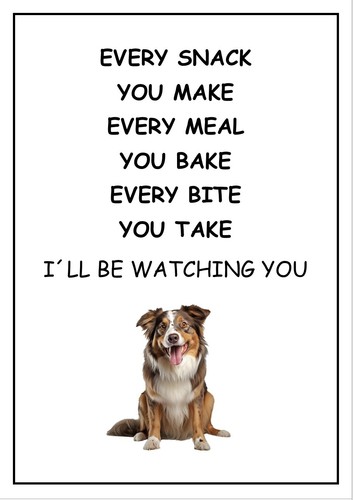 Australian shepherd dog ll - shepherd,