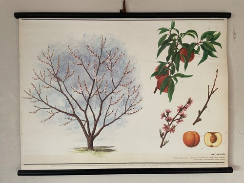 Vintage apricot tree botanical - tree,