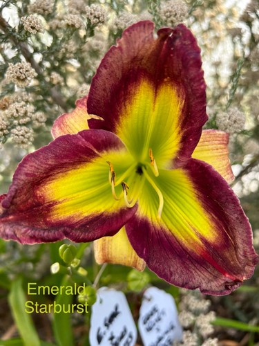 Daylily hemerocallis seeds 7 - daylily/hemerocallis,