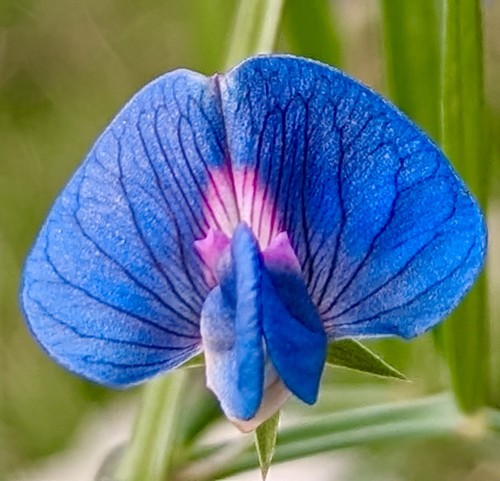 25x blue pink - indian, pea