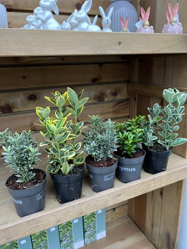 Euonymus mixed evergreen - 5,