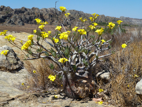 Pachypodium rosulatum subsp