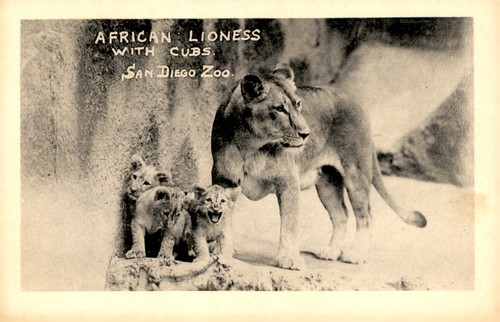 African lioness with cubs - african,