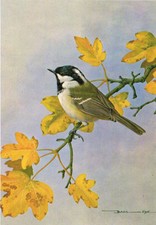 Coal Tit Vintage Bird Picture Old Print Basil Ede 1980 approx 4.375" x 6.375"