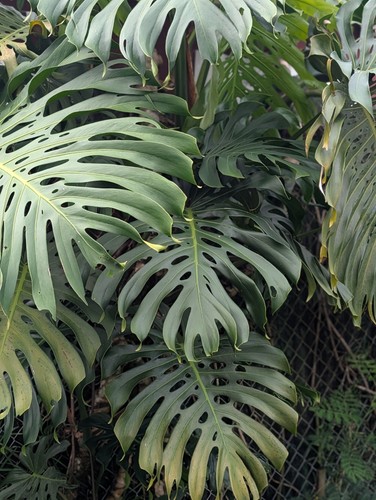 Hawaii monstera plant swiss - hawaii,