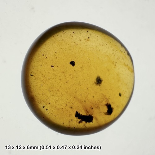 Burmese cretaceous amber - burmese,
