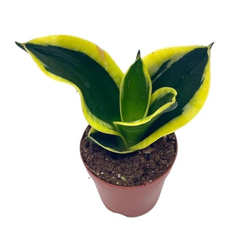 Black gold snakeplant green - black, snakeplant,